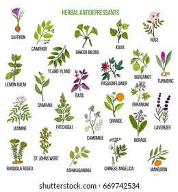 Best herbal antidepressants. Hand drawn vector set of medicinal plants