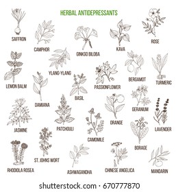 Best herbal antidepressants. Hand drawn vector set of medicinal plants