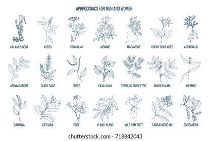 Best herbal aphrodisiacs. Hand drawn vector set of medicinal plants