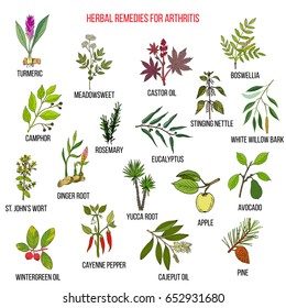 Best herbal remedies for arthritis. Hand drawn vector set of medicinal plants