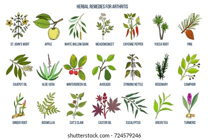 Best herbal remedies for arthritis. Hand drawn vector set of medicinal plants