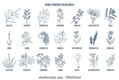 Best herbal remedies for baldness. Hand drawn vector set of medicinal plants