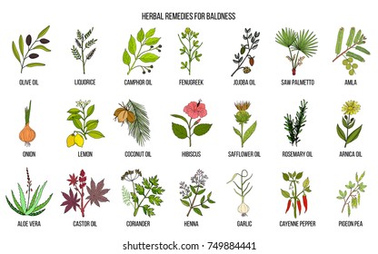 Best herbal remedies for baldness. Hand drawn vector set of medicinal plants