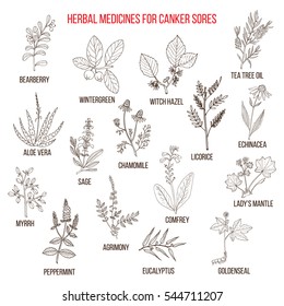 Best herbal remedies for canker sores. Hand drawn set of medicinal herbs