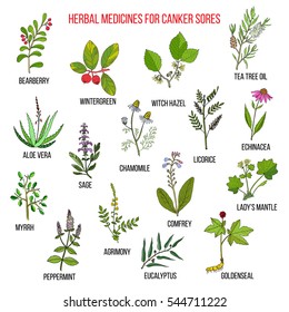 Best herbal remedies for canker sores. Hand drawn set of medicinal herbs