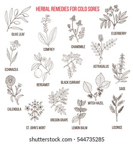 Best herbal remedies for cold sores. Hand drawn set of medicinal herbs