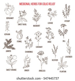 Best herbal remedies for colic relief. Hand drawn set of medicinal herbs