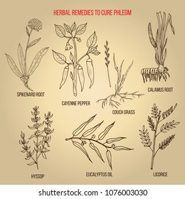 Best herbal remedies to cure phlegm. Hand drawn set of medicinal herbs