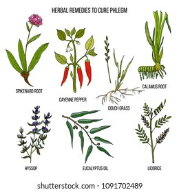 Best herbal remedies to cure phlegm. Hand drawn set of medicinal herbs