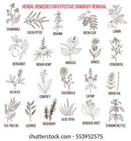 Best herbal remedies for effective dandruff removal. Hand drawn vector set of medicinal plants