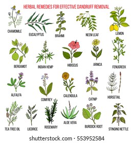 Best herbal remedies for effective dandruff removal. Hand drawn vector set of medicinal plants