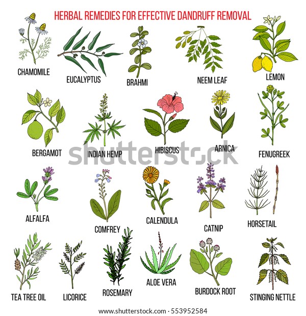 Best Herbal Remedies Effective Dandruff Removal Stock Vector (Royalty ...