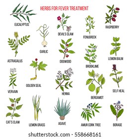 Best herbal remedies for fever. Hand drawn set of medicinal herbs