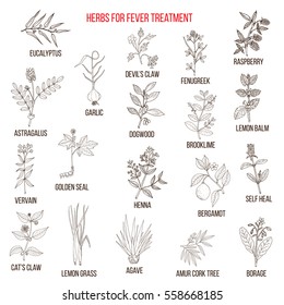 Best herbal remedies for fever. Hand drawn set of medicinal herbs