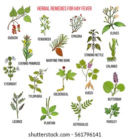 Best herbal remedies for hay fever. Hand drawn vector set of medicinal plants