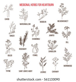 Best herbal remedies for heartburn. Hand drawn vector set of medicinal plants