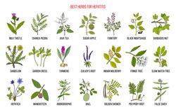 Best Herbal Remedies For Hepatitis. Hand Drawn Set Of Medicinal Herbs