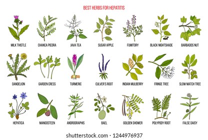 Best herbal remedies for hepatitis. Hand drawn set of medicinal herbs