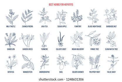 Best herbal remedies for hepatitis. Hand drawn set of medicinal herbs