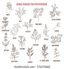Best herbal remedies for hypothyroidism. Hand drawn set of medicinal herbs