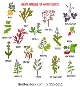 Best herbal remedies for hypothyroidism. Hand drawn set of medicinal herbs
