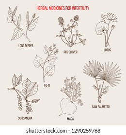 Best herbal remedies for infertility. Hand drawn botanical vector illustration