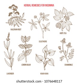 Best herbal remedies for insomnia. Hand drawn set of medicinal herbs