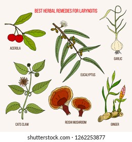 Best herbal remedies for laryngitis. Hand drawn botanical vector illustration