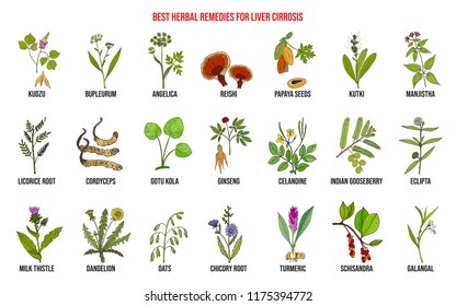 Adaptogen Herbs Hand Drawn Vector Set Stock Vector (Royalty Free) 777540544