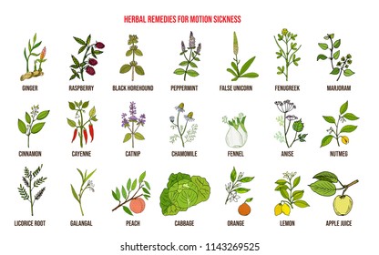 Best herbal remedies for motion sickness. Hand drawn vector set of medicinal plants