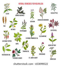 Best herbal remedies for neuralgia. Hand drawn vector set of medicinal plants