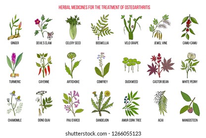 Best herbal remedies for osteoarthritis. Hand drawn botanical vector illustration