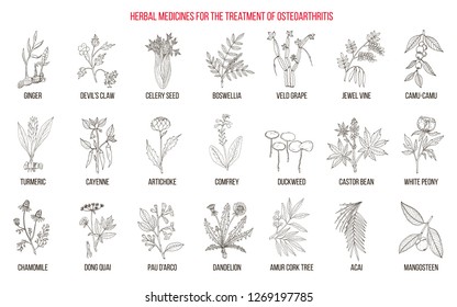 Best herbal remedies for osteoarthritis. Hand drawn botanical vector illustration