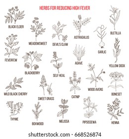 Best herbal remedies for reducing high fever. Hand drawn vector set of medicinal plants