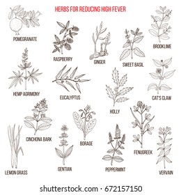 Best herbal remedies for reducing high fever . Hand drawn vector set of medicinal plants