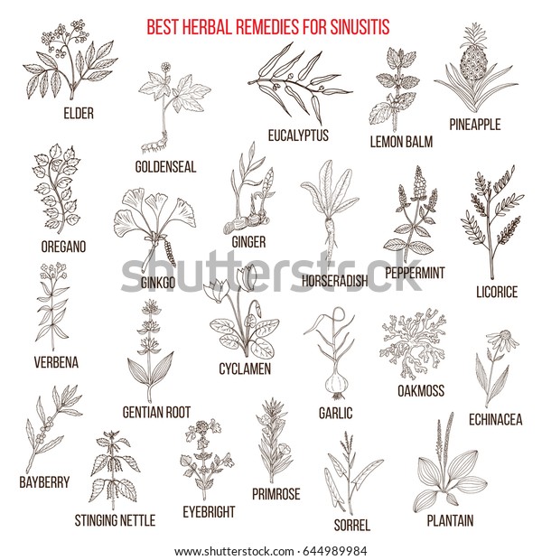 Best Herbal Remedies Sinusitis Hand Drawn Stock Vector (Royalty Free ...