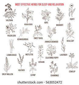 Best herbal remedies for sleep and relaxation. Hand drawn set of medicinal herbs