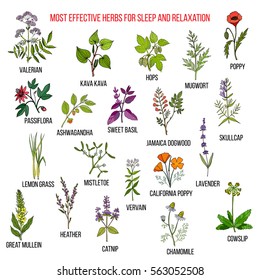 Best herbal remedies for sleep and relaxation. Hand drawn set of medicinal herbs