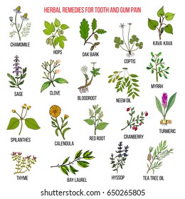 Best herbal remedies for tooth and gum pain. Hand drawn vector set of medicinal plants