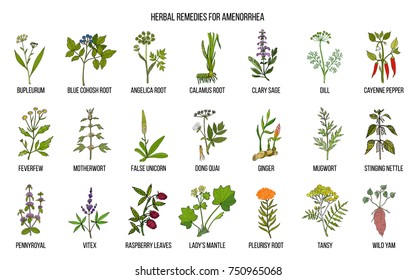 Best herbal remedies to treat amenorrhea. Hand drawn vector set of medicinal plants