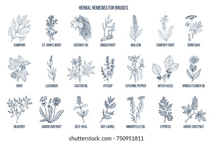 Best herbal remedies to treat bruises. Hand drawn vector set of medicinal plants