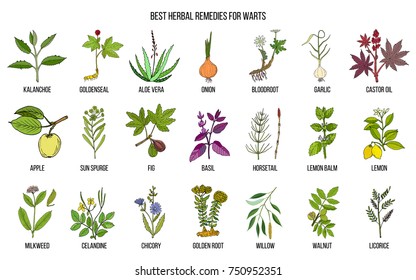 Best herbal remedies to treat warts. Hand drawn vector set of medicinal plants