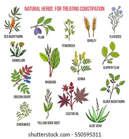 Best herbal remedies for treating constipation. Hand drawn set of medicinal herbs