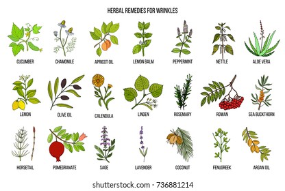 Best herbal remedies for wrinkles. Hand drawn vector set of medicinal plants