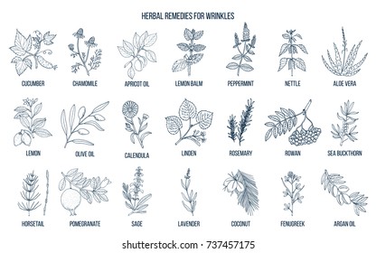 Best herbal remedies for wrinkles. Hand drawn vector set of medicinal plants