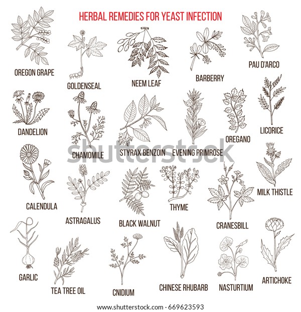 herbs for yeast infection