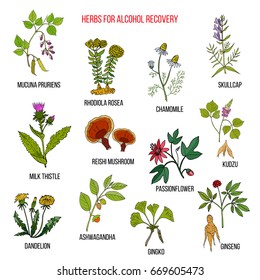 Best herbs for alcohol addiction recovery. Hand drawn vector set of medicinal plants