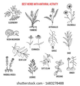 Best herbs with antiviral activity. Hand drawn botanical vector illustration