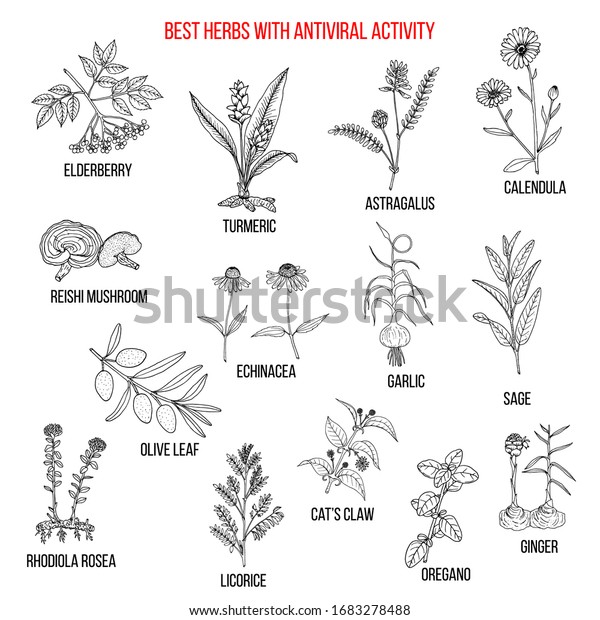 Best Herbs Antiviral Activity Hand Drawn Stock Vector (Royalty Free ...