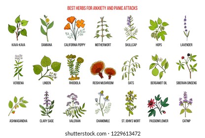 Best herbs for anxiety and panic attacks. Hand drawn vector set of medicinal plants